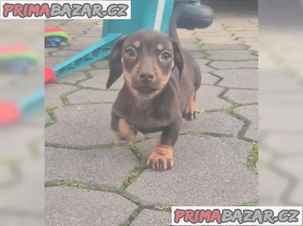 Jezevčík hladkosrstý trpasličí Jezevčík hladkosrstý trpasličí