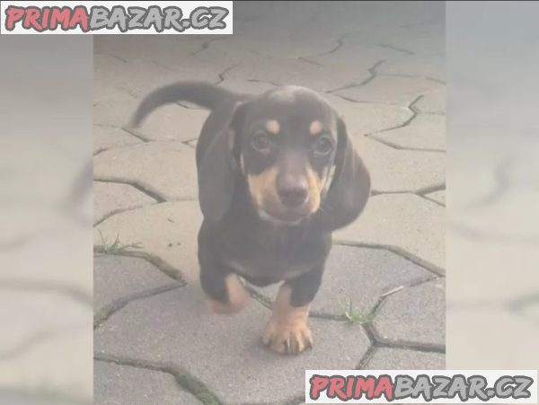 Jezevčík hladkosrstý trpasličí Jezevčík hladkosrstý trpasličí