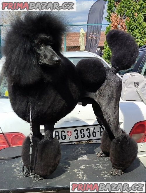 Špičkový vrh VELKÝCH PUDLŮ