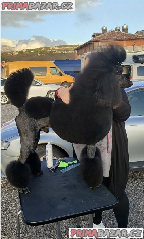 Špičkový vrh VELKÝCH PUDLŮ Špičkový vrh VELKÝCH PUDLŮ