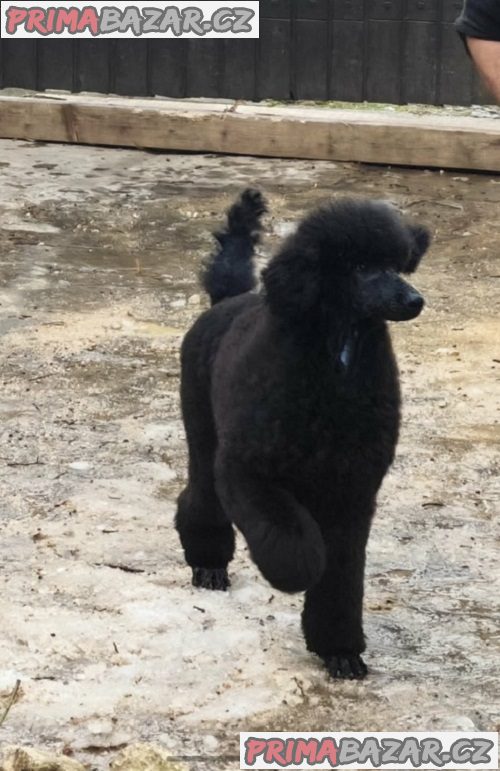 Špičkový vrh VELKÝCH PUDLŮ Špičkový vrh VELKÝCH PUDLŮ