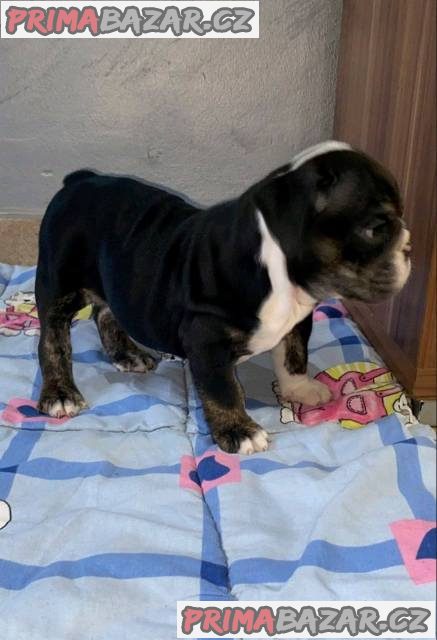 Anglický buldok, krásná štěňata