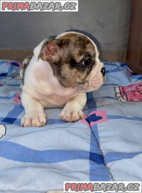 Anglický buldok, krásná štěňata