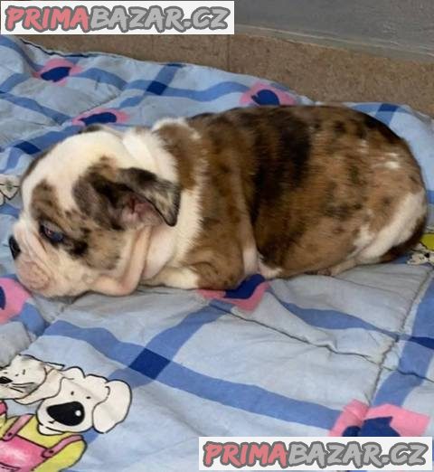 Anglický buldok, krásná štěňata