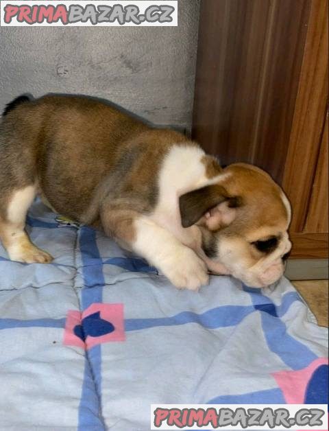 Anglický buldok, krásná štěňata