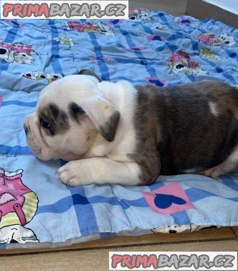 Anglický buldok, krásná štěňata