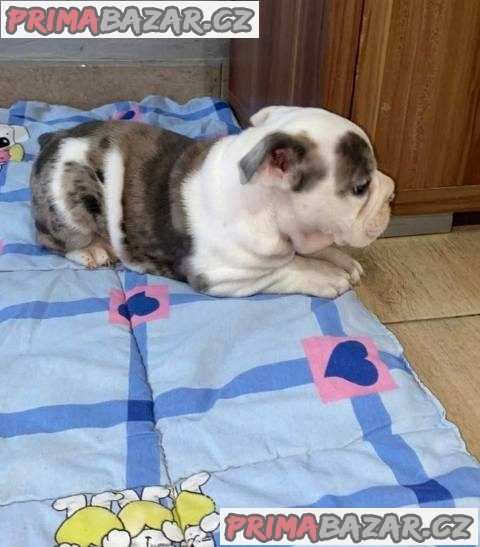 Anglický buldok, krásná štěňata
