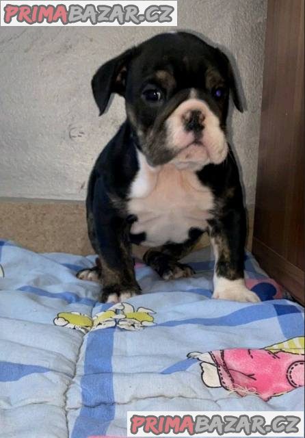Anglický buldok, krásná štěňata