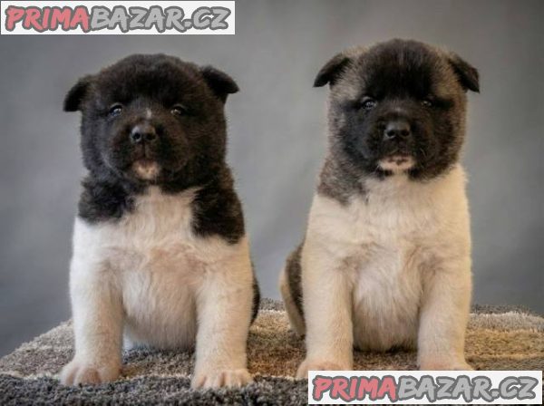 Americká Akita, výjimečná štěňata