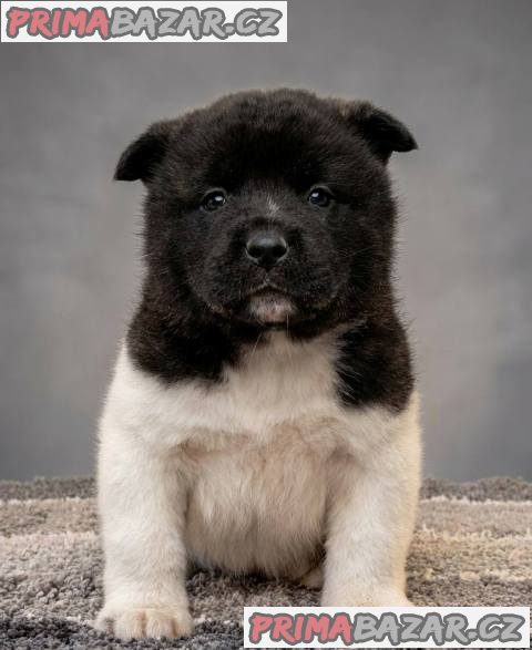 Americká Akita, výjimečná štěňata