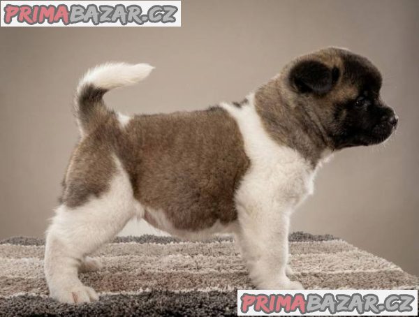 Americká Akita, výjimečná štěňata