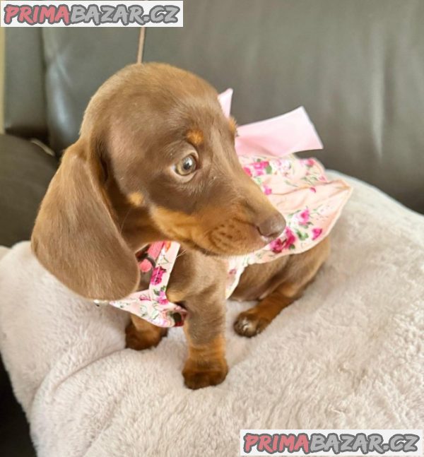 Prodám štěňátko Jezevčík, hladkosrstý fenečka.