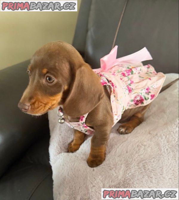 Prodám štěňátko Jezevčík, hladkosrstý fenečka.