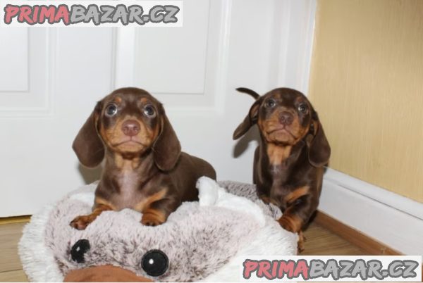 Štěňátka jezevčíka s PP FCI