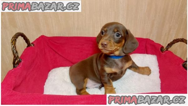 Štěňátka jezevčíka s PP FCI