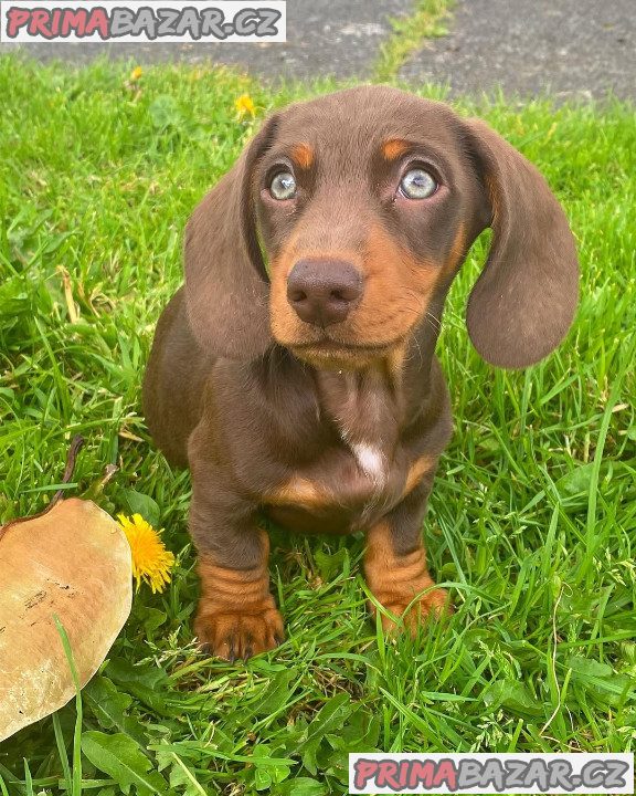 Jezevčík štěňata