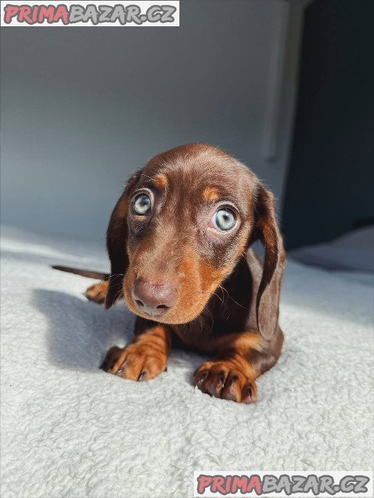 Jezevčík štěňata
