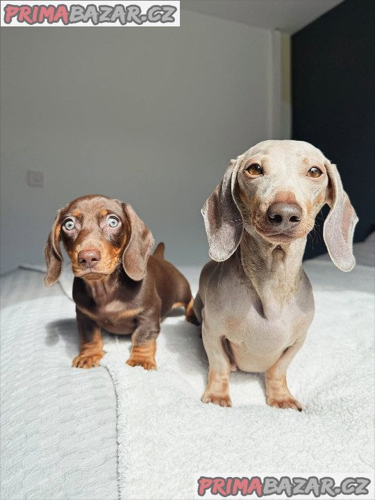 Jezevčík štěňata