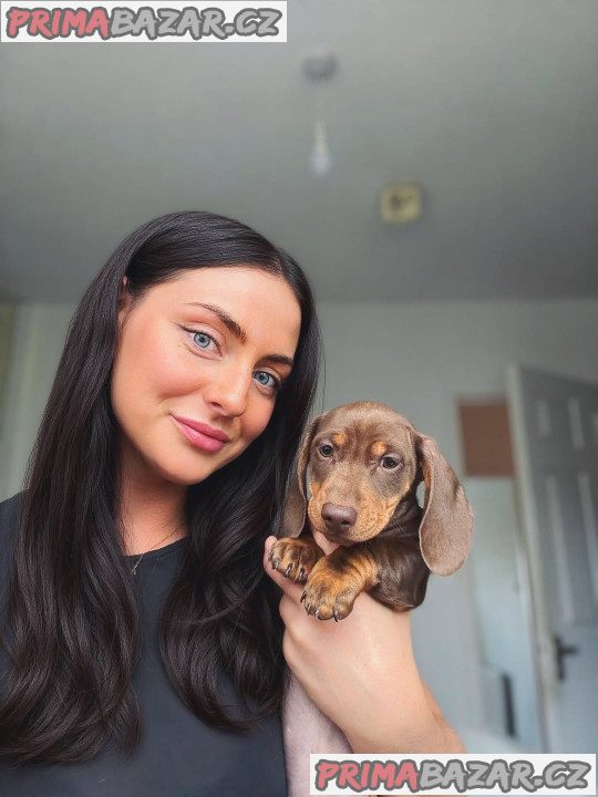 Jezevčík štěňata