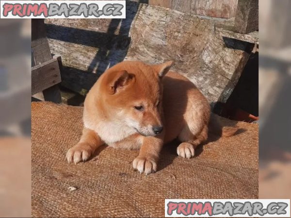 K dispozici krásné štěně Shiba inu