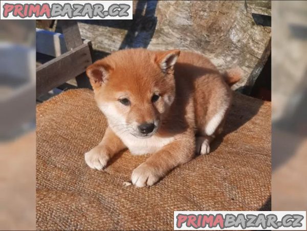 K dispozici krásné štěně Shiba inu