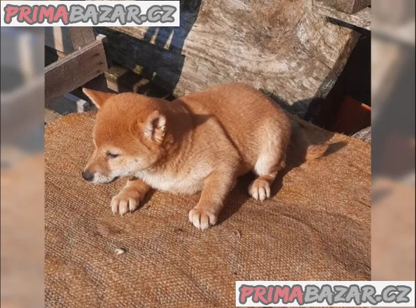 K dispozici krásné štěně Shiba inu