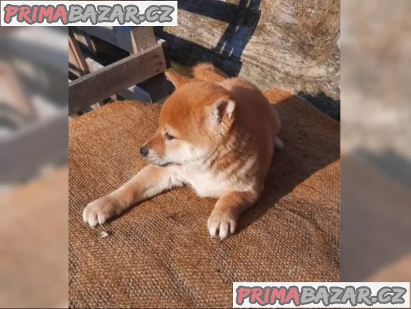 K dispozici krásné štěně Shiba inu