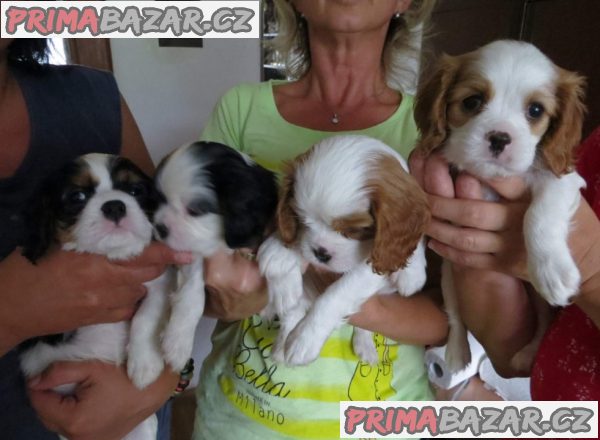 Kavalír King Charles španěl Štěňátka
