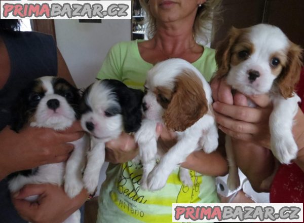 Kavalír King Charles španěl Štěňátka