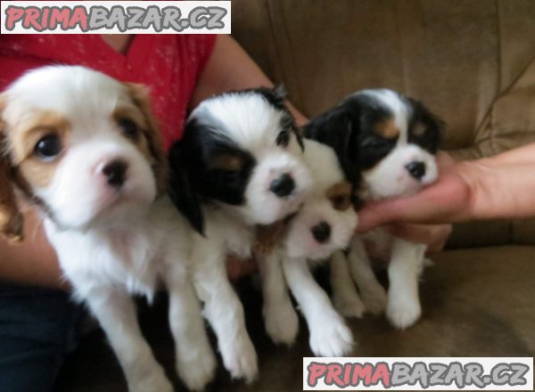 Kavalír King Charles španěl Štěňátka