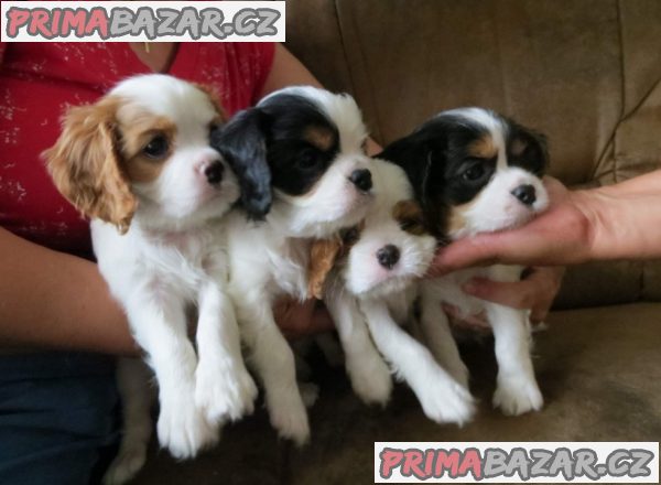 Kavalír King Charles španěl Štěňátka