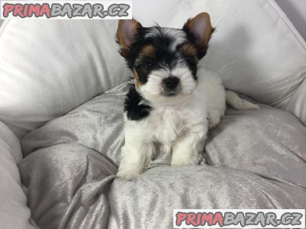 Štěňata super jorkšírského teriéra