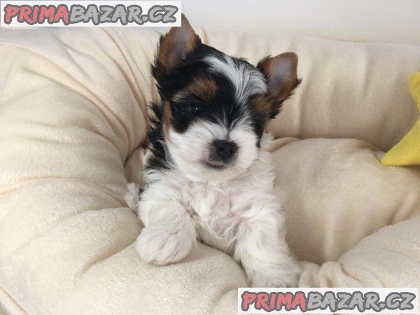 Štěňata super jorkšírského teriéra
