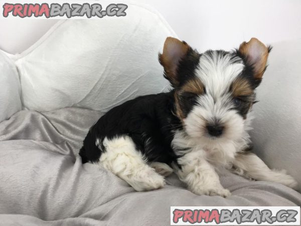 Štěňata super jorkšírského teriéra