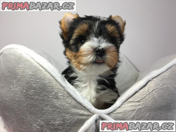 Štěňata super jorkšírského teriéra