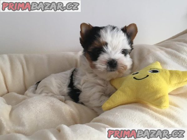 Biewer jorkšírský terier