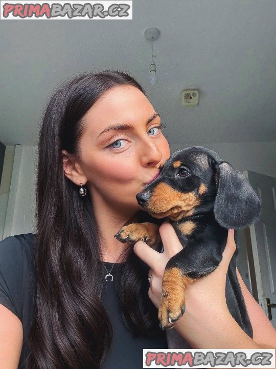 Jezevčík hladkosrstý trpasličí - fenky k odběru