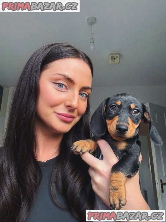 Jezevčík hladkosrstý trpasličí - fenky k odběru