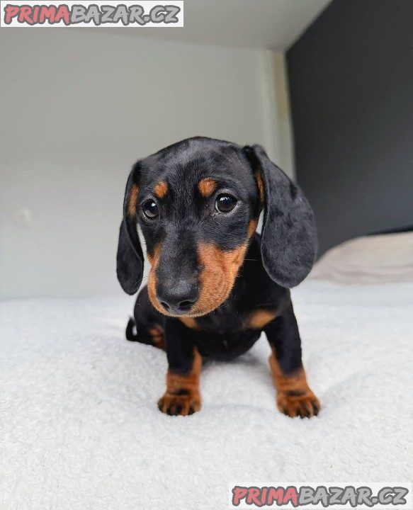 Jezevčík hladkosrstý trpasličí - fenky k odběru