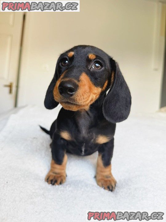 Jezevčík hladkosrstý trpasličí - fenky k odběru