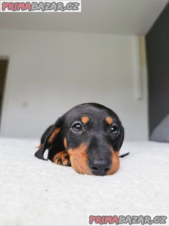 Jezevčík hladkosrstý trpasličí - fenky k odběru