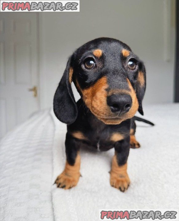 Jezevčík hladkosrstý trpasličí - fenky k odběru