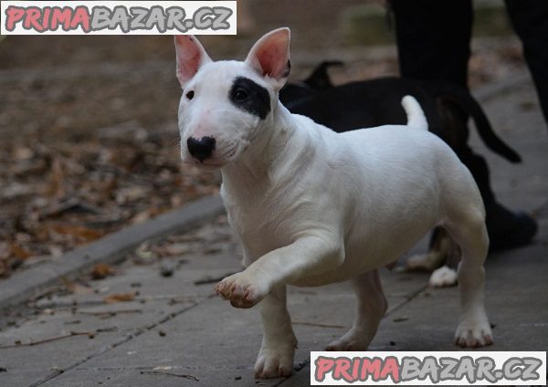 Mini bulteriér Mini bulteriér