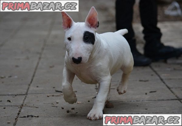 Mini bulteriér Mini bulteriér