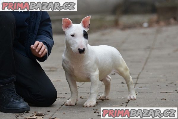 Mini bulteriér Mini bulteriér