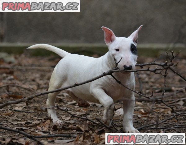 Mini bulteriér Mini bulteriér