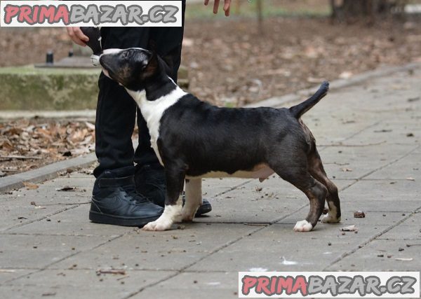 Mini bulteriér Mini bulteriér