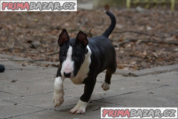 Mini bulteriér Mini bulteriér