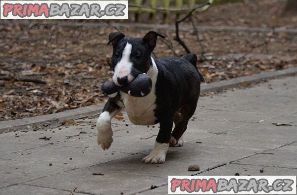 Mini bulteriér Mini bulteriér