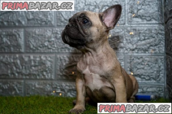 Francouzský buldoček
